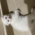çok cana yakın kedişimizz fotoğraf