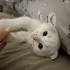 çok cana yakın kedişimizz fotoğraf