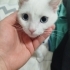 Oyuncu Ankara kedisi cana yakın fotoğraf