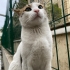 ENGELLİ CANIMIZ PEMBİK YUVA ARIYOR fotoğraf