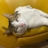 ENGELLİ CANIMIZ PEMBİK YUVA ARIYOR fotoğraf