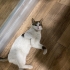 ENGELLİ CANIMIZ PEMBİK YUVA ARIYOR fotoğraf