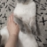 Evinizin neşesi mia fotoğraf