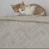 Küçük bademe ömürlük yuva arıyoruz fotoğraf