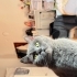 Mia kızıma yuva arıyorum fotoğraf