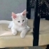 Bulut yuva arıyor fotoğraf