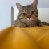 Kedi sahiplendirme fotoğraf