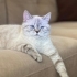 Kedi sahiplendirme fotoğraf