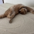 Kedi sahiplendirme fotoğraf