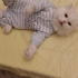 Bambam  | 4 Yaşında Chinchilla – Yuva Arıyor fotoğraf