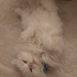 Bambam  | 4 Yaşında Chinchilla – Yuva Arıyor fotoğraf