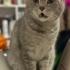 Sütlaç  | 5 Yaşında British Shorthair – Yuva Arıyor fotoğraf