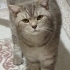 Sütlaç  | 5 Yaşında British Shorthair – Yuva Arıyor fotoğraf