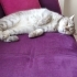 Sütlaç  | 5 Yaşında British Shorthair – Yuva Arıyor fotoğraf