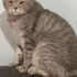 Sütlaç  | 5 Yaşında British Shorthair – Yuva Arıyor fotoğraf