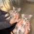 ACİLL! YAVRU BİRİTİSH KEDİLERİMİZ SAHİPLENDİRİLMEYİ BEKLİYOR fotoğraf