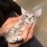 ACİLL! YAVRU BİRİTİSH KEDİLERİMİZ SAHİPLENDİRİLMEYİ BEKLİYOR fotoğraf