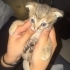 ACİLL! YAVRU BİRİTİSH KEDİLERİMİZ SAHİPLENDİRİLMEYİ BEKLİYOR fotoğraf