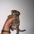 ACİLL! YAVRU BİRİTİSH KEDİLERİMİZ SAHİPLENDİRİLMEYİ BEKLİYOR fotoğraf
