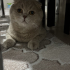 2 yaşında sevecen latte fotoğraf