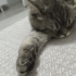 Uysal Biricik Kedi fotoğraf