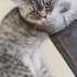 Uysal Biricik Kedi fotoğraf