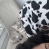 Şila ücretsiz verilecektir fotoğraf