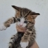 Acil yuva arıyorum fotoğraf