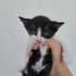 Acil yuva arıyorum fotoğraf