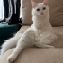Beyaz yetiskin ankara kedisi fotoğraf