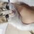 Göz açık , Hareketli fotoğraf