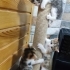 Göz açık , Hareketli fotoğraf
