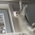 Sakin ,uysal bir kedi fotoğraf