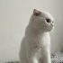 Sakin ,uysal bir kedi fotoğraf