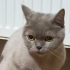 Yumuş british dişi fotoğraf