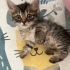 Acil yuva aranıyorrrrrrrrrrrrrrrrrrrrr fotoğraf