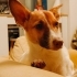 Jack Russel Yeni Yuva fotoğraf