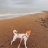 Jack Russel Yeni Yuva fotoğraf