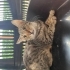 Küçük savaşçı Freya yuva arıyor fotoğraf