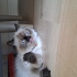Sakin oyuncu bir kedi fotoğraf