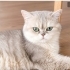 Ücretsiz sahiplenme fotoğraf