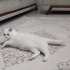 ÜCRETSİZ ÇOK MASUM ANKARA KEDİSİ fotoğraf