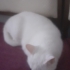 ÜCRETSİZ ÇOK MASUM ANKARA KEDİSİ fotoğraf