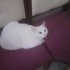 ÜCRETSİZ ÇOK MASUM ANKARA KEDİSİ fotoğraf
