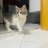 Calico (patiska) cinsi kedi tüylü fotoğraf