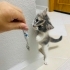 Calico (patiska) cinsi kedi tüylü fotoğraf