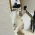 Calico (patiska) cinsi kedi tüylü fotoğraf