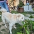 ÇİPLİ, AŞILI VE KISIR ALMAN SPITZ MELEZİ..!! fotoğraf