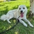 ÇİPLİ, AŞILI VE KISIR ALMAN SPITZ MELEZİ..!! fotoğraf