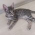3 Aylık Erkek Yavru Kedi fotoğraf